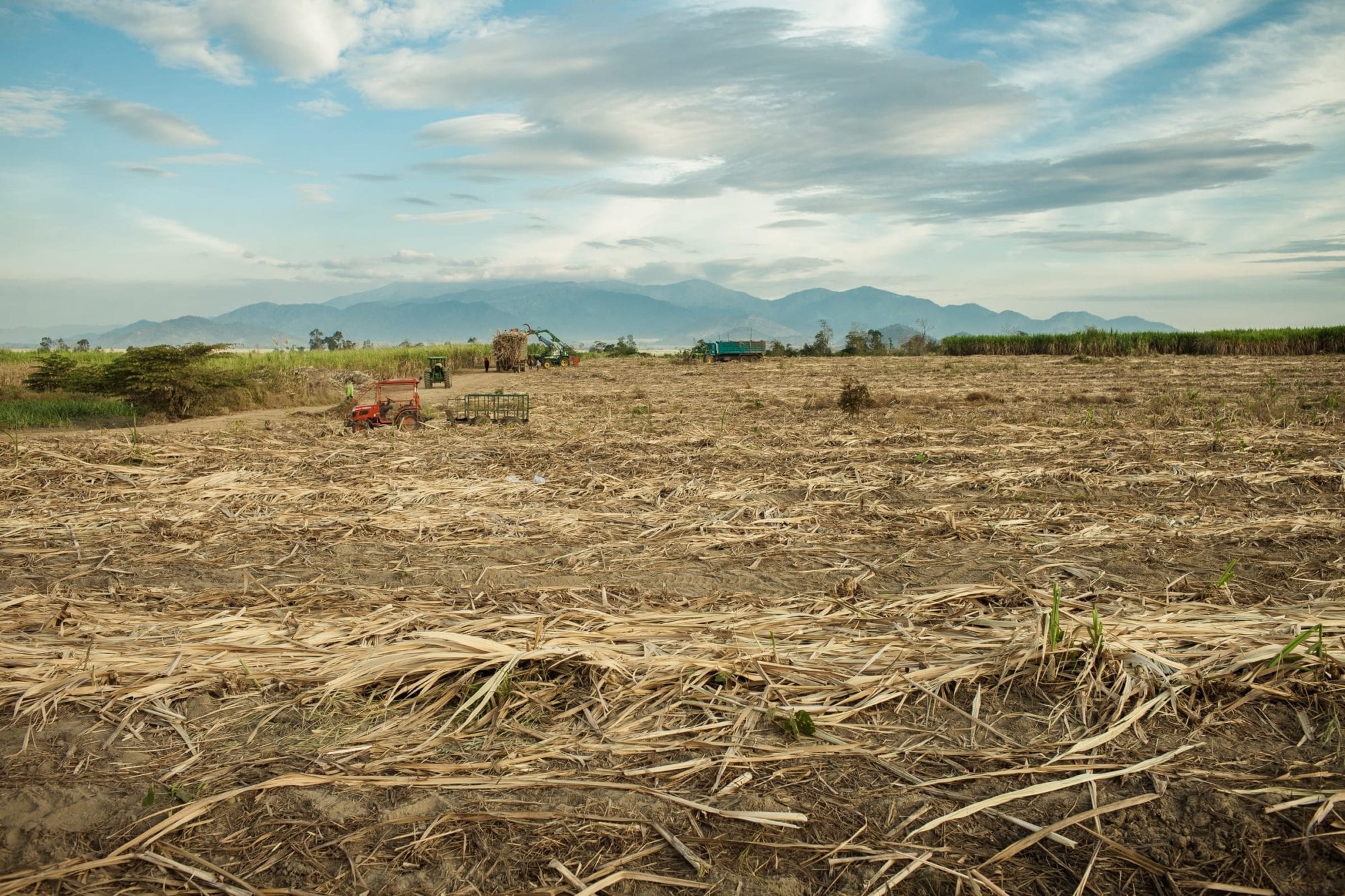 View of the sugar cane plantation of Omlaing that covers more than 19.000 hectares. Omlaing commune, Kompong Speu Province - Cambodia. 09 Jan 2013 © Thomas Cristofoletti / Ruom