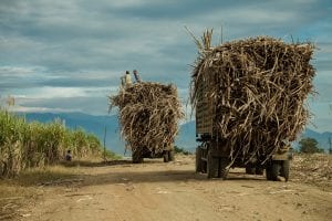 Trucks are loaded inside the sugar cane plantation of Omlaing. Omlaing commune, Kompong Speu Province - Cambodia. 09 Jan 2013. © Thomas Cristofoletti / Ruom