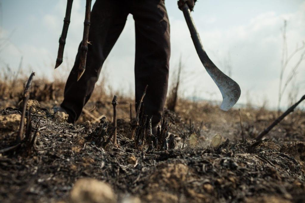 Blood Sugar: life in the Cambodian sugar plantations