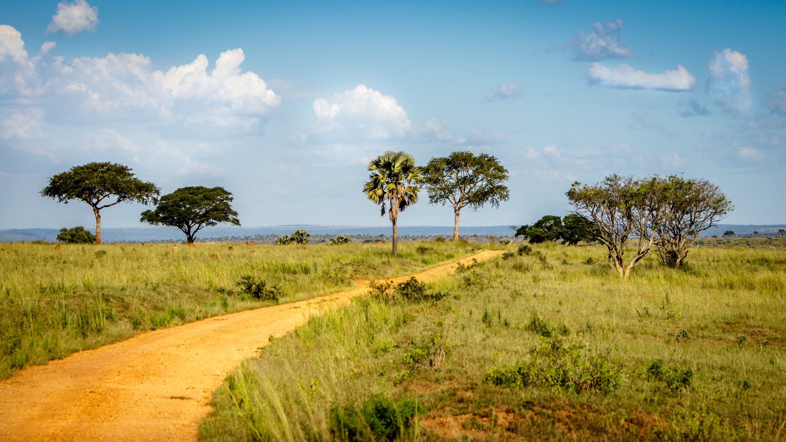 A DIRT ROAD IN THE MURCHISON FALLS NATIONAL PARK NEAR LAKE ALBERT. OIL DRILLING WILL BE HAPPENING NEAR THIS ROAD.