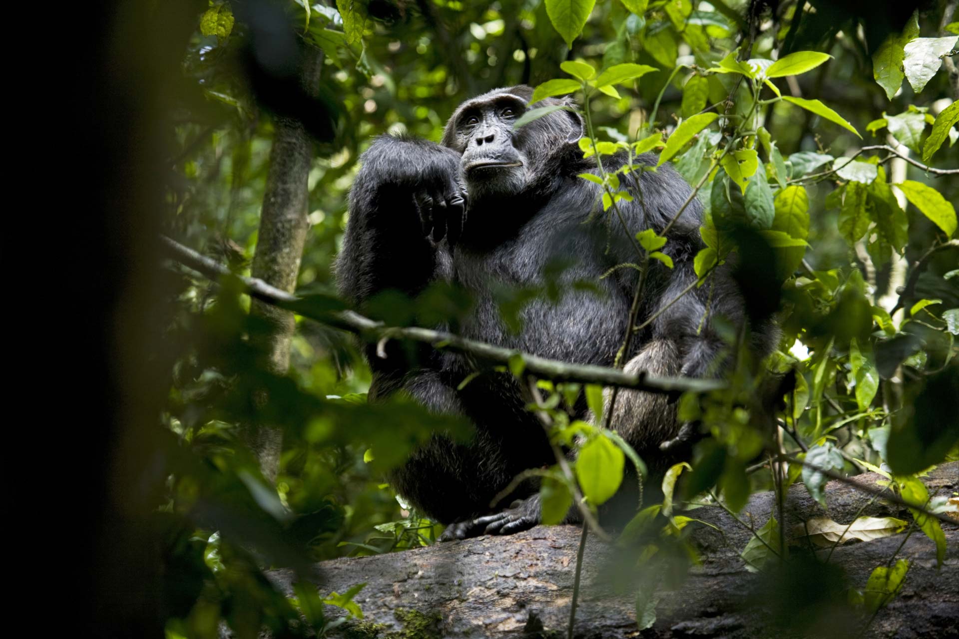 Guinea is home to the world’s largest population of endangered western chimpanzees, but their habitats in the Boké region are increasingly threatened by bauxite mining.